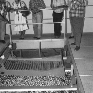 Fruit Sorting Machine