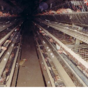 Automatic Battery Cage System